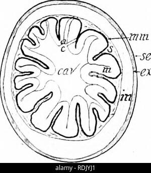 . Säugetierzellen Anatomie: mit besonderem Bezug auf die Katze. Säugetiere; Anatomie, Vergleichende; Katzen. Abb. 61. Querschnitt der Kat. I, Abschnitte des Darms; d, Zwölffingerdarm; ein. aorta, Pan, pan-creas; Pa, Bauchspeicheldrüse, Milz Aselli; spl; sp, dornfortsätze Prozess der Lendenwirbel, Tr, trans-vers Prozess; v, post-cava oder Vena cava inferior; 0111, Omentum majus, die gestrichelte Linie ist das Bauchfell. Tanne;. 62. Querschnitt der kardialen Ende des Magens. X3-Cav, Buchse des Magens; Ex, externe muskulösen Mantel; in, interne muskulösen Mantel; m, mu-cous Mantel; Nonne, Muscularis mucosae;;;;;;;; s, Stockfoto