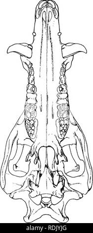 . Katalog der Ungulate Säugetiere im British Museum (Natural History). Huftiere. A. B Schwein. 50.- Fbontal Palatal (A) und (B) Aspekte der Schädel von Wildschwein (Sus scrofa). J NAT. Größe. Von Miller, Cat. Slamm. Westeuropa. S. s. harbarus, S. s. Moupinensis und S. s. sennaarensis (von denen die letzten beiden sind nur vorläufig unter den gegenwärtigen spezifischen Position) ai'e auch nur unvollkommen bekannt definitiv klassifiziert zu werden. * Eine Probe nur.. Bitte beachten Sie, dass diese Bilder aus gescannten Seite Bilder, die digital für die Lesbarkeit verbessert haben mögen - Färbung und appea extrahiert werden Stockfoto