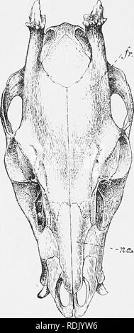 . Katalog der Ungulate Säugetiere im British Museum (Natural History). Huftiere. ;;;;;;;; S KATALOG OP HUFTIEREN. Bitte beachten Sie, dass diese Bilder sind von der gescannten Seite Bilder, die digital für die Lesbarkeit verbessert haben mögen - Färbung und Aussehen dieser Abbildungen können nicht perfekt dem Original ähneln. extrahiert. British Museum (Natural History). Abt. der Zoologie; Lydekker, Richard, 1849-1915. London, Gedruckt im Auftrag des Kuratoriums Stockfoto