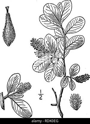 . Eine Illustrierte Flora von der nördlichen USA, Kanada und die britischen Besitzungen, von Neufundland zu den Parallelen der südlichen Grenze von Virginia, und vom Atlantik westwärts zu den 102 d Meridian. Botanik; Botanik. 35. Salix arctica Pall. Arktis Willow. Boden Willow. Abb. 1485. Salix arctica Pall. Fl. Ross. 1:Teil 2, 86. 1788. Ein tief verzweigte Strauch, selten 6' hoch, die Zweige terete oder fast so. Blätter kahl, elliptisch oder breit verkehrt eiförmig, ganze, stumpf und in der Regel abgerundet an der Spitze, verengte oder an der Basis abgerundet, lange - petioled, blasse, Glaucous und netzförmige-Ader Stockfoto