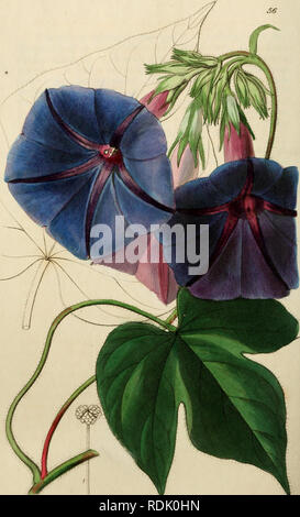 . Edwards' botanische registrieren, oder, ornamentalen Blumen - Garten und Gebüsch... Pflanzen, Zierpflanzen - - Großbritannien; Pflanzen, Zierpflanzen - - Großbritannien; Pflanze Einführung - - Großbritannien; fremder Pflanzen - - Großbritannien; Botanische Illustration - - Großbritannien; Botanische Illustration - - Großbritannien; Pflanzen; pflanzen. "Xlti W ioAm&lt; ut% jri ^w^ Ud^^^^^^^^ fMc dMiO nitifi smvvi *?*. Bitte beachten Sie, dass diese Bilder sind von der gescannten Seite Bilder, die digital für die Lesbarkeit verbessert haben mögen - Färbung und Aussehen dieser Abbildungen können nicht perfekt dem Original ähneln. extrahiert. Ed Stockfoto