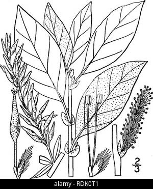 . Eine Illustrierte Flora von der nördlichen USA, Kanada und die britischen Besitzungen, von Neufundland zu den Parallelen der südlichen Grenze von Virginia, und vom Atlantik westwärts zu den 102 d Meridian. Botanik; Botanik. Gattung 2. WILLOW FAMILIE. 599. Bitte beachten Sie, dass diese Bilder sind von der gescannten Seite Bilder, die digital für die Lesbarkeit verbessert haben mögen - Färbung und Aussehen dieser Abbildungen können nicht perfekt dem Original ähneln. extrahiert. Britton, Nathaniel Lord, 1859-1934; Braun, Addison, 1830-1913. New York, Scribner Stockfoto