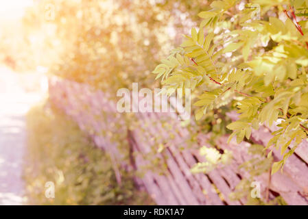 Idyllische Landschaft von Rowan Äste mit grünen Blättern und einem traditionellen hölzernen Zaun durch eine Straße in die Landschaft bei Sonnenuntergang. Stockfoto