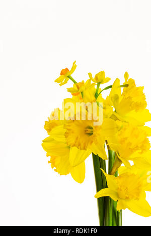 Schönen lebendigen Frühling Narzissen, auf weißem Hintergrund, hinterleuchtet, die feinen Details in der Blütenblätter zu verbessern. Stockfoto
