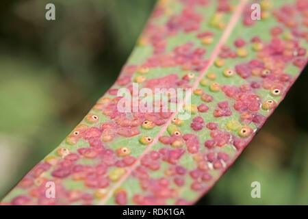 Eukalyptus Blätter, von Rosa und Gelb Gallier, sonnigen Tag draußen betroffen - macrophoto Stockfoto