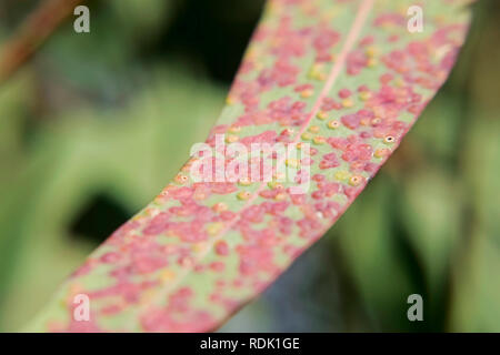 Eukalyptus Blätter, von Rosa und Gelb Gallier, sonnigen Tag draußen betroffen - macrophoto Stockfoto