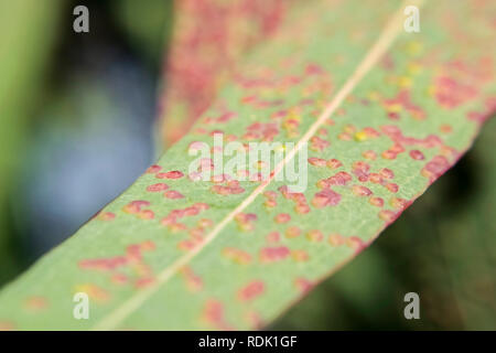 Eukalyptus Blätter, von Rosa und Gelb Gallier, sonnigen Tag draußen betroffen - macrophoto Stockfoto