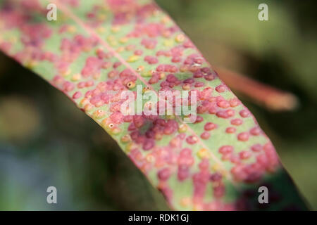 Eukalyptus Blätter, von Rosa und Gelb Gallier, sonnigen Tag draußen betroffen - macrophoto Stockfoto