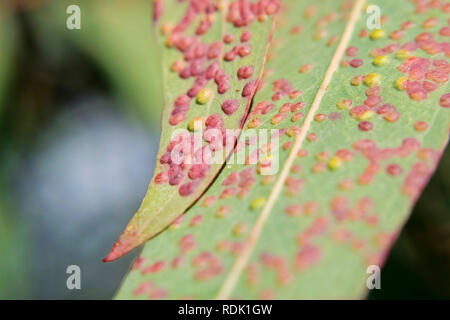 Eukalyptus Blätter, von Rosa und Gelb Gallier, sonnigen Tag draußen betroffen - macrophoto Stockfoto