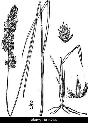 . Eine Illustrierte Flora von der nördlichen USA, Kanada und die britischen Besitzungen, von Neufundland zu den Parallelen der südlichen Grenze von Virginia, und vom Atlantik westwärts zu den 102 d Meridian. Botanik; Botanik. 19. Poa compressa L. Leitung - Gras. Flachbild-hielt die Wiese - Gras. Englisch Blau - Gras. Abb. 622. Poa compressa L. Sp. PI. 69. 1753. Blass bläulich grün, kahl, culms 6-20 hoch, an der Basis decumbent, von langen horizontalen Wurzelstöcken, glatt, deutlich abgeflacht. Ummantelungen, lose, abgeflacht, kürzer als die inter-Knoten; LIGULE ich "long; Blätter ich '-4' lang, über 1" w Stockfoto