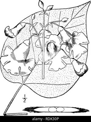 . Eine Illustrierte Flora von der nördlichen USA, Kanada und die britischen Besitzungen, von Neufundland zu den Parallelen der südlichen Grenze von Virginia, und vom Atlantik westwärts zu den 102 d Meridian. Botanik; Botanik. 2. Catalpa speciosa Warder. Catawba Baum. Größere indische Bean. Western Catalpa. Abb. 3886. Catalpa cordifolia Duham. Nouveau 2: Pi. 5. 1802. Nicht Burt, 1794. Catalpa speciosa Warder; Engelm. Keul. Bot. Gaz. 5:1. 1880. Ein Baum mit dicken rauhen Rinde, und erreichen eine Höhe von 120° und einem Durchmesser Stamm von 4 i°, ähnlich der vorhergehenden Arten. Blätter nicht unple Stockfoto