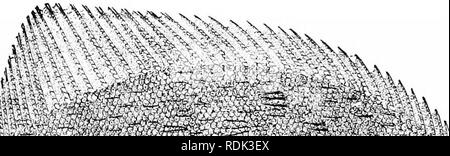 . Ein Leitfaden für das Studium der Fische. Fische; Zoologie; Fische. 496 Unterordnung Heterosomata von Flundern, in der Bauchflosse der eyed Seite entlang der Kante des Abdomen erweitert. Die Augen und die Farben sind, wie immer, auf der rechten Seite. Die Augen sind durch eine schmale Stelle zwischen den Bergrücken getrennt. In den meisten dieser Formen der Körper ist breit und mit groben Schuppen bedeckt. Die Arten sind meist weniger als sechs Zoll lang, und fast alle werden in den wärmeren Teilen von Amerika beschränkt, viele von ihnen Aufsteigend der Flüsse. Sehr wenige {Aseraggodes, Pardachirus) sind in Japan und China gefunden. Einige sind maßstabloses Und som Stockfoto