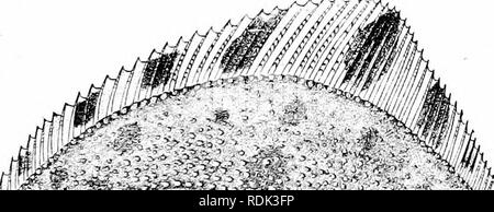 . Ein Leitfaden für das Studium der Fische. Fische; Zoologie; Fische. Unterordnung Heterosomata 495 die Sohlen: Soleidse. - Die Sohlen {Soleidm) werden abgebaut Flundern, die typischen Formen, die eine enge Beziehung zu den Schollen Stamm, von denen sie abgeleitet werden können. Es gibt drei sehr unterschiedlichen Gruppen oder Stämme von Sohlen, und einige Autoren haben gedacht, dass diese sind unabhängig von den unterschiedlichen Gruppen von flundern abgeleitet. Diese Tatsache wurde als Argument gegen die Anerkennung der Soleidce als Familie getrennt von den flundern gedrängt. Wenn eindeutig bewiesen, die Sohlen sollten entweder mit dem floTonde verbunden werden Stockfoto