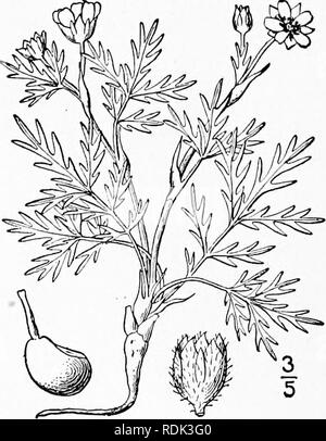 . Eine Illustrierte Flora von der nördlichen USA, Kanada und die britischen Besitzungen, von Neufundland zu den Parallelen der südlichen Grenze von Virginia, und vom Atlantik westwärts zu den 102 d Meridian. Botanik; Botanik. 19. Potentilla multifida L. Cut-leaved Cinquefoil. Abb. 2245. Potentilla multifida L. Sp. PI. 496. 1753. Mehrjährig, Stängel mehrere oder viele von der caudex, niedrig, asceding oder Verbreitung, appressed - seidig. Nebenblätter groß, lanzettlich, zugespitzt, scarious, Braun; Blätter pinnately S-9-foliolate, gräulich-Tomentose unter, glabrate oben; Blättchen fein unterteilt, die in der Nähe von Stockfoto