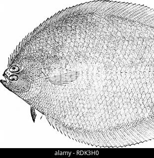 . Ein Leitfaden für das Studium der Fische. Fische; Zoologie; Fische. Unterordnung Heterosomata 489 Arten zu den Alliierten im Überfluss in den West Indies, allgemein bekannt als Whiffs. Die meisten dieser verteilt sind Citharichthys spilopterus der West Indies, Ciiharichthys gilberti und Azevia panamensis von Panama, Orthopsetta sordida von Kalifornien, und vor allem des gemeinsamen kleinen-mouthed Etropus crossotus im gesamten tropischen Amerika gefunden. Zahlreiche andere Gattungen und Arten der Steinbutt Stamm an den Küsten der tropischen Asien und Afrika gefunden, die meisten von ihnen kleine und schwache structvire. Sama Stockfoto