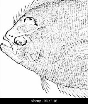 . Ein Leitfaden für das Studium der Fische. Fische; Zoologie; Fische. 488 Unterordnung Heterosomata Brill, Bothus Raute, ist ein Fisch von Südeuropa, tief und mit glatten Schuppen bedeckt. Sehr ähnlich, aber viel kleiner ist die Hälfte translu-cent gesprenkelte Flunder unserer Atlantikküste {Lophopsetta macu-lata), im Volksmund bekannt als Fenster - Fenster. Diese Art ist zu klein viel Wert als Lebensmittel zu haben. Eine weitere Spezies, ähnlich den Brill in technischen Zeichen aber sehr unterschiedlich erscheinen, ist der Steinbutt, Scophthalmus maximus, Europas. Dieses große Flunder hat einen sehr breiten Körper, scalel Stockfoto