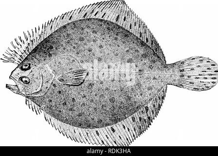 . Ein Leitfaden für das Studium der Fische. Fische; Zoologie; Fische. Unterordnung Heterosomata 487 seiner Verbündeten, würde die primitivsten werden der Gruppe. Wenn es so ist, die einfachere Struktur der Heilbutt und seine Verwandten ist aufgrund der Degeneration, die wahrscheinlich ist, obwohl ihre Struktur hat den Vorschlag von primitiven simpHcity, vor allem in den größeren Ansatz zur Symmetrie in der Kopf und die Symmetrie in der Einfügung der Bauchflossen. Sohlen haben in der späteren tertiären Felsen fotmd wurde. Solea kirchbergiana des Miozän ist nicht sehr verschieden von Arten. Abb. 434. âWindow-fensterbereich Lophopselti maculata Stockfoto