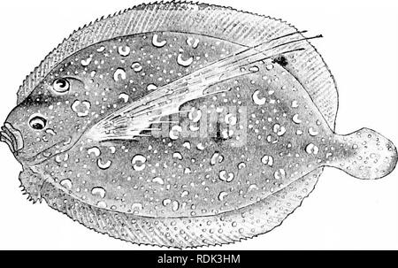 . Ein Leitfaden für das Studium der Fische. Fische; Zoologie; Fische. Unterordnung Heterosomata485 des Jura- oder Kreidezeit, und dass ihre Herkunft ist vor der Entwicklung des Großen barsch Lager. Wenn man bei der nächsten Beziehungen der Gruppe zu erraten, würde es sein, sie als Verbündete der Tiefen-bodied Makrele Formen zu betrachten, da die Stromateidcs, oder vielleicht mit Ausgestorbenen Berycoid Formen, wie Platycormus, die Bauchflossen breiter als in der Makrele. Noch mehr plausibel ist der jüngste Vorschlag von Dr. Boulenger, dass die ausgestorbenen Gattung Amphistium ähnelt der primi- tive Flunder. Aber Stockfoto