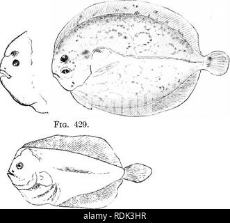 . Ein Leitfaden für das Studium der Fische. Fische; Zoologie; Fische. 484 Unterordnung Heterosomata oder in jedem anderen Flundern außerhalb der Fauna des nördlichen Cali-fornia, Oregon und Alaska. Vorfahren von Flundern. - Die Vorfahren der flundern ist völlig ungewiss. Weil, wie den dorschen, die flundern Alle fin-stacheln Mangel, sie wurden von einigen Autoren nach dem Anacanthini oder dorschen, und eine gemeinsame Abstammung hat asstimed wurde. Einige Autoren erklären, dass die flunder ist nur ein Dorsch mit verzerrten cranitrm. Eine kleine Studie Der osteologie Der fiounder zeigt, dass diese Vermutung ist ohne f Stockfoto