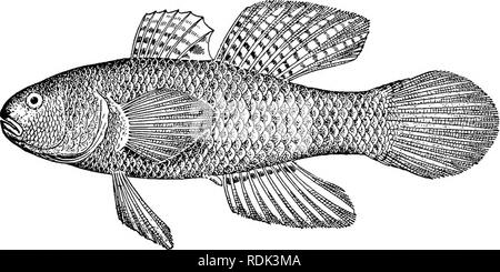 . Ein Leitfaden für das Studium der Fische. Fische; Zoologie; Fische. Gobioidei, Discocephali und Tasniosomi 461 Der typischen Grundeln in der ventrals united Wir erwähnen können, aber ein paar der unzähligen Formen, verschiedenen Arten. Abb. 414.- Guavina mapo, Dormitator maculatus (Schneider). Puerto Rico, reichlich sowohl in Süß- und Salzwasser in allen warmen Regionen. In Europa Gobius Jozo, Gobius ophiocephalus, und viele andere. Bitte beachten Sie, dass diese Bilder aus gescannten Seite Bilder, die digital haben für die Lesbarkeit verbessert - Färbung und Aussehen dieser Abbildungen können nicht p Stockfoto