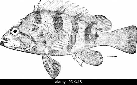 . Ein Leitfaden für das Studium der Fische. Fische; Zoologie; Fische. 432 Pareioplite, oder per Post-Wange Fische und ist nicht eng mit anderen verbundenen. 14 Rückenflossenstacheln werden gelegentlich in Sebastichthys elegans. Alle anderen Arten zeigen ständig 13. Die Gattung Sebastiscus hat das allgemeine Erscheinungsbild von Sebas - todcs und hke besitzt eine große Blase. Es stimmt, wie überhaupt mit Scorpccna im Besitz der aber 12 Rückenflossenstacheln und 24 Wirbel:. Die beiden bekannten Arten sind in Japan. Sebastiscus marinoratus, fleckige Braun, ist everyAvhere. Abb. 370.- Gebändert Drachenköpfe, Sebastian Stockfoto