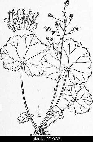 . Eine Illustrierte Flora von der nördlichen USA, Kanada und die britischen Besitzungen, von Neufundland zu den Parallelen der südlichen Grenze von Virginia, und vom Atlantik westwärts zu den 102 d Meridian. Botanik; Botanik. Gattung i; STEINBRECH FAMILIE. 2^5 Kehle des Kelchs. Staubblätter 5, eingefügt mit der Blütenblätter. Eierstock i-celled; Stile 2, schlank. Eizellen 00. Kapsel 2 - mit Ventil, 2-beaked. Samen minutiös hispid oder niuricate. [Für Johann Heinrich-von Heucher, 1677-1747, deutscher Botaniker.] Über 70 Arten benannt, Indianer in Nordamerika und Mexiko. Art: Heuchera americana L. F Stockfoto