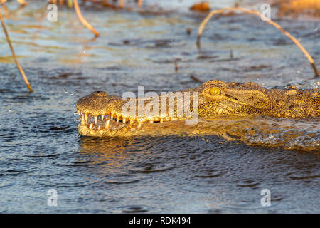 Nilkrokodil (Crocodylus niloticus) rutscht in die Wasser des Sambesi im Abendlicht.
