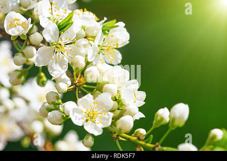 Blühende Wild Plum Baum im Sonnenlicht. weiße Blüten in kleinen Cluster auf einem Wild Plum tree branch Stockfoto