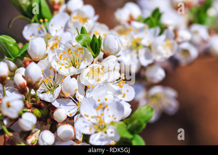 Blühende Wild Plum Baum im Sonnenlicht. weiße Blüten in kleinen Cluster auf einem Wild Plum tree branch (selektive Fokus) Stockfoto