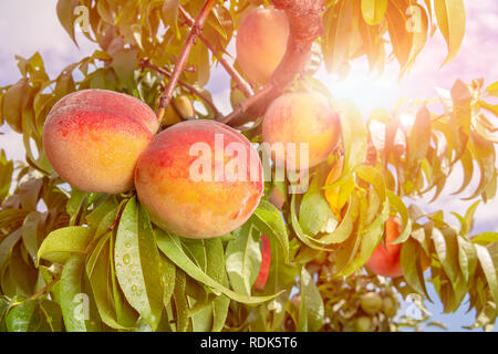 Frische Peach Tree closeup mit Früchten und Blättern in der Sonne. Kopieren Sie Raum, Toning Stockfoto