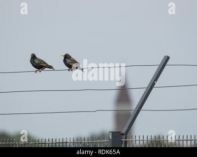 Zwei stare Sitzen auf den Draht von einem Zaun in Zandvoort, Niederlande Stockfoto