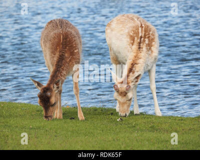 Zwei Rehe grasen im Amsterdamer Wasserversorgung Dünen in der Nähe von Amsterdam und Zandvoort Stockfoto