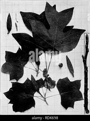 . Handbuch der Bäume im nördlichen Staaten und Kanada östlich der Rocky Mountains, Foto-beschreibend. Bäume. TULIP TREE. Weiß-Holz. Gelbe Pappel. "LiriodendroU TuUpifcra L.. Abb. 245. Branchlets mit Reife Blätter und Früchte, i; Kegel zerfällt und freistehenden samarae, 2; Kegel im Quer- und Längsschnitt, 3; Ende der kräftiger Triebe, Blätter und große Nebenblattes, 4; branchlet im Winter, 5. 246. Stamm des Baumes, Staten Island, N.Y., 247. Holz Struktur vergrößert 15 Durchmesser.. Bitte beachten Sie, dass diese Bilder aus gescannten Seite Bilder, die digital wurden extrahiert werden Stockfoto