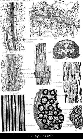 . Markieren Jahrestag Volumen; Edward Laurens Mark, Hersey Professor für Anatomie und Direktor des Zoo? logische Labor an der Harvard University, in der Feier von 25 Jahren erfolgreicher Arbeit für die Weiterentwicklung der Zoo?. Mark, E.L. (Edward Laurens), 1847-1946; Zoologie; Anatomie, Vergleichende; Physiologie; Embryologie. Markieren Jubiläumsband. Platte XXIV.. Neal - Nerv Entwicklung HI.. Bitte beachten Sie, dass diese Bilder aus gescannten Seite Bilder, die digital für die Lesbarkeit verbessert haben mögen - Färbung und Aussehen dieser Abbildungen können nicht Perfekt ähneln den extrahiert werden Stockfoto