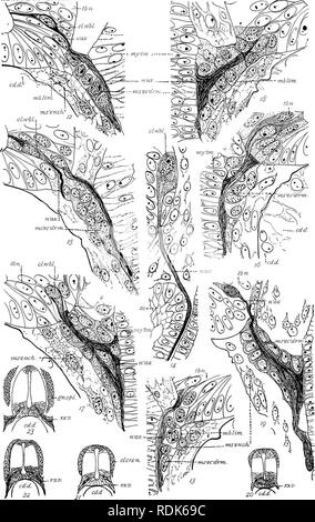 . Markieren Jahrestag Volumen; Edward Laurens Mark, Hersey Professor für Anatomie und Direktor des Zoo? logische Labor an der Harvard University, in der Feier von 25 Jahren erfolgreicher Arbeit für die Weiterentwicklung der Zoo?. Mark, E.L. (Edward Laurens), 1847-1946; Zoologie; Anatomie, Vergleichende; Physiologie; Embryologie. Markieren Jahrestag Band f  tb. n. Platte XXIII.. Neal-Nerve Entwicklung II. Bitte beachten Sie, dass diese Bilder aus gescannten Seite Bilder, die digital für die Lesbarkeit verbessert haben mögen - Färbung und Aussehen dieser Abbildungen können nicht Perfekt res extrahiert werden Stockfoto