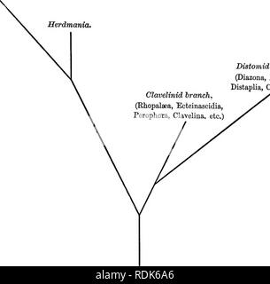 . Markieren Jahrestag Volumen; Edward Laurens Mark, Hersey Professor für Anatomie und Direktor des Zoo? logische Labor an der Harvard University, in der Feier von 25 Jahren erfolgreicher Arbeit für die Weiterentwicklung der Zoo?. Mark, E.L. (Edward Laurens), 1847-1946; Zoologie; Anatomie, Vergleichende; Physiologie; Embryologie. Die Struktur und die AFFINITÄTEN der HERDMANIA CLAVIFORMIS. 257 Herdmania und seine nächsten Verwandten ist der Besitz von zwei unterschiedlichen epicardiac Rohre. Wie in der Beschreibung erwähnt, in diesem Charakter ganz einzigartig ist unter Seescheiden. Diese Zählung allein wäre sicher s Stockfoto