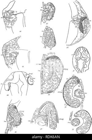 . Markieren Jahrestag Volumen; Edward Laurens Mark, Hersey Professor für Anatomie und Direktor des Zoo? logische Labor an der Harvard University, in der Feier von 25 Jahren erfolgreicher Arbeit für die Weiterentwicklung der Zoo?. Mark, E.L. (Edward Laurens), 1847-1946; Zoologie; Anatomie, Vergleichende; Physiologie; Embryologie. Markieren Jubiläumsband. Platte XtV. ElGENMANN.- AmBLYOFSIS AUGE IE.. Bitte beachten Sie, dass diese Bilder aus gescannten Seite Bilder, die digital für die Lesbarkeit verbessert haben mögen - Färbung und Aussehen dieser Abbildungen können nicht Perfekt ähneln den extrahiert werden Stockfoto