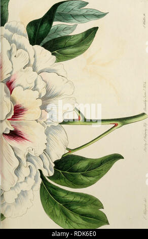 . Edwards' botanische registrieren, oder, ornamentalen Blumen - Garten und Gebüsch... Pflanzen, Zierpflanzen - - Großbritannien; Pflanzen, Zierpflanzen - - Großbritannien; Pflanze Einführung - - Großbritannien; fremder Pflanzen - - Großbritannien; Botanische Illustration - - Großbritannien; Botanische Illustration - - Großbritannien; Pflanzen; pflanzen. . Bitte beachten Sie, dass diese Bilder sind von der gescannten Seite Bilder, die digital für die Lesbarkeit verbessert haben mögen - Färbung und Aussehen dieser Abbildungen können nicht perfekt dem Original ähneln. extrahiert. Edwards, Sydenham, 1769?-1819; Lindley, John, 1799-1865. Lo Stockfoto