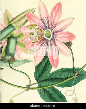 . Edwards' botanische registrieren, oder, ornamentalen Blumen - Garten und Gebüsch... Pflanzen, Zierpflanzen - - Großbritannien; Pflanzen, Zierpflanzen - - Großbritannien; Pflanze Einführung - - Großbritannien; fremder Pflanzen - - Großbritannien; Botanische Illustration - - Großbritannien; Botanische Illustration - - Großbritannien; Pflanzen; pflanzen. . Bitte beachten Sie, dass diese Bilder sind von der gescannten Seite Bilder, die digital für die Lesbarkeit verbessert haben mögen - Färbung und Aussehen dieser Abbildungen können nicht perfekt dem Original ähneln. extrahiert. Edwards, Sydenham, 1769?-1819; Lindley, John, 1799-1865. Lo Stockfoto