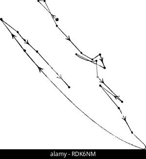 . Die Kraft der Bewegung in Pflanzen. Pflanzen, Botanik. 381 CIRCUMNUTATION geändert. Kap. VII.Blatt stark gestiegen, und weiter bis 7.50 Uhr zu steigen, die Stunde, die Es redescended aftei. Es sollte beachtet werden, dass die Leitungen auf dieser zweiten Morgen verfolgt mit übereingestimmt haben würde und verwirrt die zuvor verfolgt, hatte nicht den Topf geschoben sehr Httle auf der linken Seite. Am Abend (MTH) eine Markierung hinter dem iilament an der Spitze des Blattes angebracht, und seine Bewegung wurde sorgfältig von 17.00 bis 22.15 Uhr Bild nachgezeichnet. 161.. Passiflora griech.; nyctitropic circumnutatioD und Bewegung Stockfoto