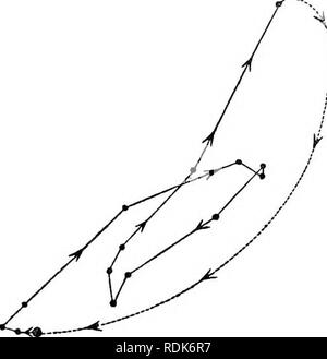 . Die Kraft der Bewegung in Pflanzen. Pflanzen, Botanik. 352 CIRCUMNUTATION geändert. Kap. VIL Abb. 143.. TrifoKum resupinatum: nyctitropic circuinnutation und Bewegungen der Ter-minal Packungsbeilage während 24 Stunden. gebogen, gebrochen. Der endfieder, daher Dieser spocies Tagsüber beschrieben nur eine einzige zusätzliche Ellipse, anstelle von zwei zusätzliche, wie im Fall der T. Subterraneum. Aber wir sollten nicht vergessen, dass es im vierten Kapitel wurde gezeigt, dass die stammzellen ciroumnutates, da kein Zweifel das blattstiel und die Sub-blattstiele; so dass die Bewegung vertreten - im Bild vorgestellt. Stockfoto
