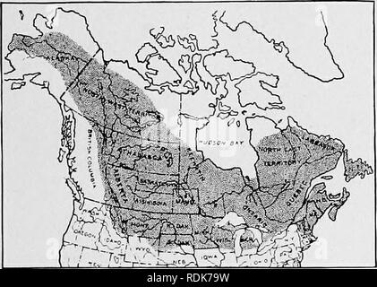 . Handbuch der Bäume im nördlichen Staaten und Kanada östlich der Rocky Mountains, Foto-beschreibend. Bäume. Handbuch der Bäume des JSTorthekn Staaten und Kanada. 25 Diese stattliche Fichte erheblich re-Sembles der Balsam fir in Gewohnheit entwickeln, wenn eine symmetrische schmal pyramidal Leiter des dichten Laub isoliert, und dann in der Regel eine größere Höhe östlich der Rocky Mountains als 50 oder 60 ft erreichen. Wenn in Wäldern voll er erreicht eine viel größere Höhe, manchmal sogar 150 ft., mit geraden Stamm 3-4 ft. im Durchmesser. Die Rinde ist rötlich braun, rauhe mit unregelmäßigen Schuppen und es Stockfoto
