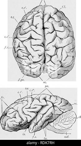 . Die Cambridge Natural History. Zoologie. Das Gehirn des Schimpansen 577 von der Gorilla zu durch die Zeichen auf dem Konto der erwähnten unterschieden werden. Letztere Tier. Kurz zusammengefasst, die Sie fr.. FlQ. 275,- A, großhirn einer weiblichen Schimpansen zwei Jahre alt. xj. (Dorsale Aspekt", zeigt die asymmetrische Entwicklung.) c c' c c", anterioren und posterioren Zentrale con-volutions; f) i, interparietal Riss; f) l, die longitudinale Riss; f) Po, Parieto-Okzipitalen riss; fr, frontallappen; oc, hinterhauptslappen; s. c, sulcus Centralis. B, im Gehirn eines weiblichen Schimpansen zwei Jahre alt. x. (Seitliche ein Stockfoto