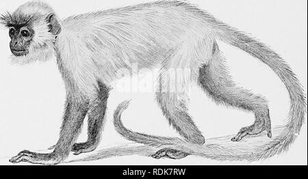 . Die Cambridge Natural History. Zoologie. 568 HEILIGE AFFEN DER HINDUS unvermeidlich, sorgfältig Tränen die Letztere, dass seine Häscher nicht gern hören. Die Arten dieser Gattung sind am häufigsten an der Westküste von Afrika. Es ist interessant, dass eine Spezies, C. kirld, beschränkt auf die Insel Sansibar, wo, es ist jedoch fast ausgestorben. Den "Heiligen Affen" oder Langurs, Gattung Semnopithecus, verbündet sind auf den letzten, aber sie sind Asiatische in Reichweite. Der Daumen ist besser entwickelt, ist aber immer noch kürzer als in anderen Fußball oder Handball; Die callosities sind klein, und die Wange Beutel sind abs Stockfoto