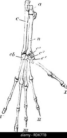 . Die Cambridge Natural History. Zoologie. XVII GEWOHNHEITEN AXD-VERTEILUNG DER TARSIUS SSI gibt es jedoch eine Lücke die Lemurine Zeichen des Tieres zu markieren. Die Plazenta, wurde im Vergleich zu den Menschenaffen. Die zahnmedizinische Formel handelt, die der Gattung Lemur, für das Fehlen eines Schneidezahns auf jeder Seite des Unterkiefers speichern; die Anzahl der Zähne ist daher 34. Die Schneidezähne des Unterkiefers sind aufrecht und nicht liegend wie in anderen Lemuren das Caecum ist von mittlerer Länge. Das Gehirn ist fast glatt, aber es gibt eine Sylvian riss und eine antero-zeitlichen, die letzteren nicht Stockfoto