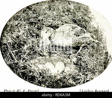 . Vögel in anderen Ländern, Reptilien, Fische, gelenkige Tiere und niedrigeren Formen;. Zoologie; Vögel, Reptilien und Fische. 68 DIE LEBENDEN TIERE DER WELT. Die Männchen eine unverwechselbare Farbgebung tragen; aber die Männer für ein paar Wochen im Sommer mehr oder weniger vollständig übernehmen die Lackierung des Weiblichen, ein Prozess treffend beschrieben wie in "Eclipse." Die Annahme der weiblichen Kleidung zu dieser Jahreszeit notwendig ist, da sie vollständig mit dem umgebenden Laub harmoniert und so Sendungsauftrages verbirgt sich der Vogel in einer Zeit, in der es eigentümlich hilflos ist; denn, wie alle Vögel, die lagerträger oder Flug - Stockfoto