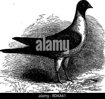 . The practical pigeon keeper . Pigeons. 220 THE PRACTICAL PIGEON EEEPKB. house matches is still kept up ; but the various pigeon Societies which cultivate more ambitious contests are now supported by men of position and influence, and the pursuit has grown immensely in public favour since the Franco-German war.. MODEHESE FlTIHS PIOEOH. Modena Flying Pigeons.—Before concluding this work, we must briefly mention the peculiar kind of pigeon-flying prac- tised for centuries past in the city of Modena, as described by Signer Malmusi and Professor P. Bonizzi, summaries of whose notes on the subject Stockfoto