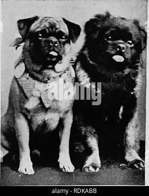 . Säugetiere von anderen Ländern;. Säugetiere. Der Hund der Familie 107. sehr urig und Besonderes in Erscheinung. Sie sollten Quadrat Köpfe und Maulkörbe, mit kleinen, Ohren, großen hervorstehenden Augen, kurzes dicken Körper und Schwanz fest eingerollt über den Rücken. Die illus-", Herzogin von Connaught, "ist ein bekannter Sieger. Malteser Terrier sind sehr schön, in der die reine gezüchtet. Sie haben einen langen, geraden Mantel von seidig weißen Haar fast den Boden erreicht, schwarze Nase und Augen, und der Schwanz eingerollt auf der Rückseite der kurzen cobby Körper. Ihre Schönheit und zahlt die Mühe, sie in guten Condi Stockfoto