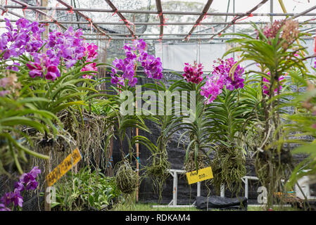 Hängende Orchideen mit Blumen für den Verkauf mit einem Preis "Pro 200" (Thai Baht). Im Werk in King Rama IX Park, Bangkok, Thailand Stockfoto