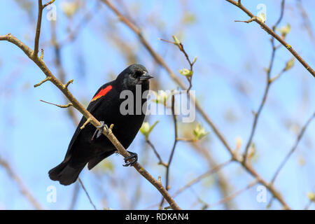 Männliche Red Winged Blackbird thront auf einem Zweig Stockfoto